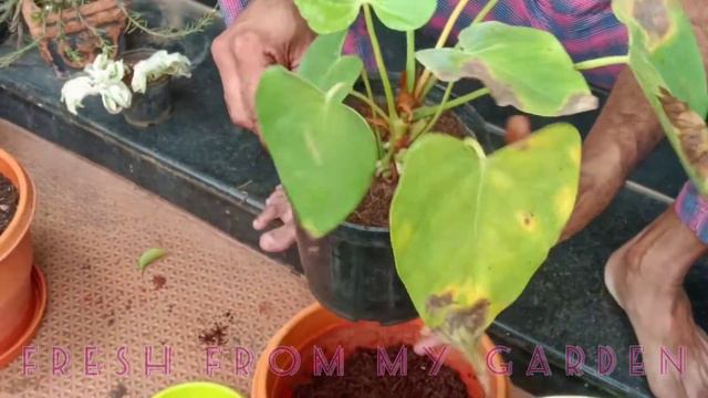 Anthurium / Care • Potting mix • Watering • Anthurium plant care смотреть онлайн