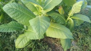 Табак Блэк Джек