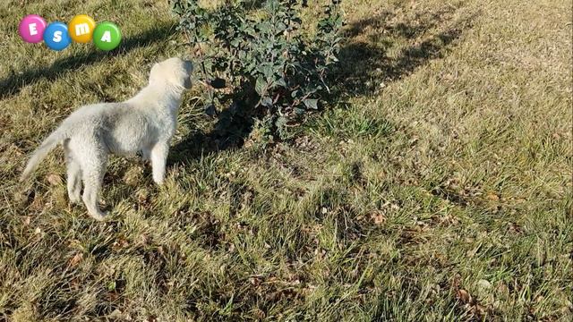 Üniversite Kampüsünde Çok Tatlı Yavru Köpek / Çok tatlı Hayvan Videosu смотреть онлайн
