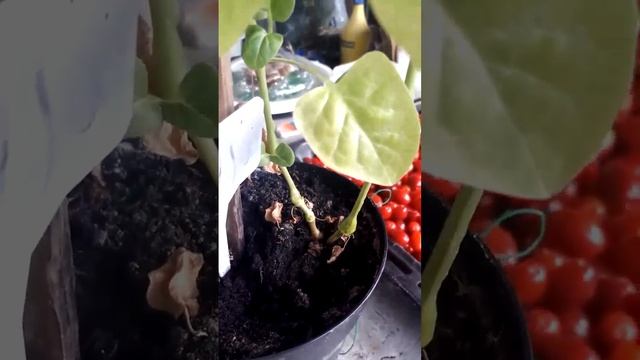 цветение рассказываю, как получила два ствола из одного смотреть онлайн