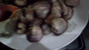 Ракушки Черного моря Скафарка и Рапан. Крым.