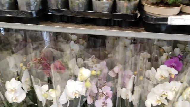 №368/ ГЛОБАЛЬНАЯ УЦЕНКА орхидей от 300 р в маг. ОРХИДЕЯ смотреть онлайн