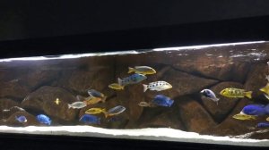 Lake Malawi Cichlids 1050L Aquarium | May 2015