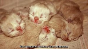 У котенка не открываются глаза: основные причины и что можно сделать