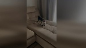 Подборка смешных видео и приколов. 180 Лучшие ПРИКОЛЫ 2023