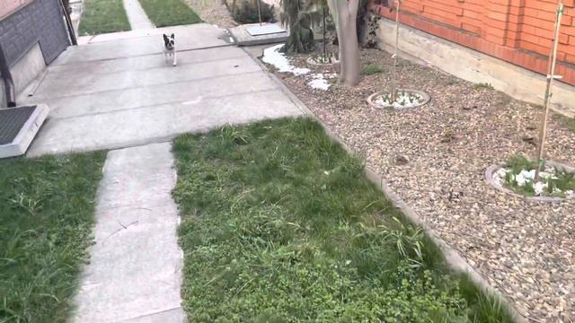 Французские бульдоги и Нарциссы 🌼🌼🌼 смотреть онлайн