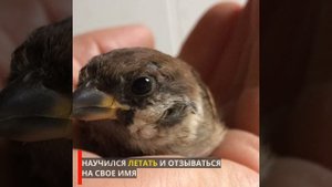 Спасение воробья. Птенец выпал из гнезда