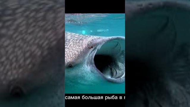 какая самая большая рыба в мире?