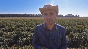 Перец Капитан F1 и Кадет F1: отзыв агронома хозяйства в Краснодарском крае