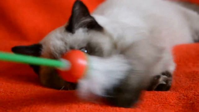 Элитные шотландские котята редкого окраса - котята для Вас! Купить котенка? Питомник предлагает. смотреть онлайн