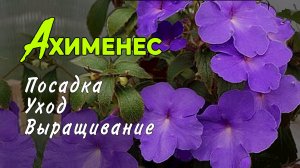 Волшебный Ахименес: посадка и уход