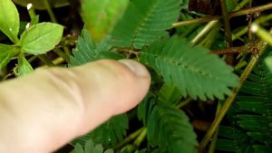 Стыдливая мимоза прячется