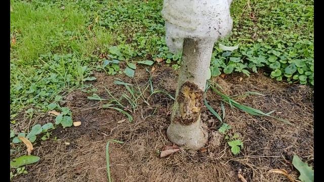 Сорта яблони Имант и Сябрына на подвое 62 396. Саженцы плодовых деревьев. смотреть онлайн