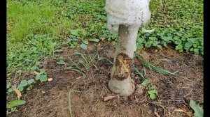 Сорта яблони Имант и Сябрына на подвое 62 396. Саженцы плодовых деревьев.