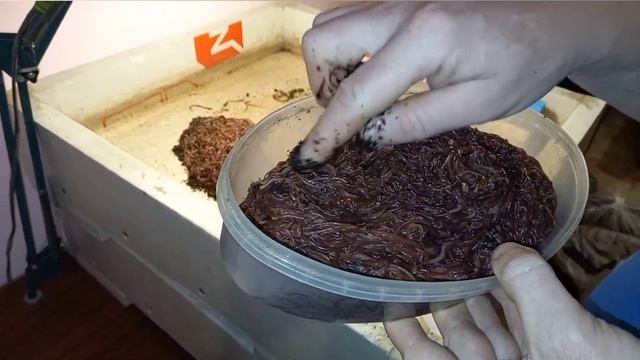 Калифорниец – дендробена. смотреть онлайн