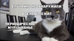 Коты Продлевают Жизнь Человеку