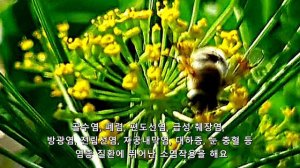 마타리(Matari)는 손상된 간과 전립선을 개선하며  염증에 좋아요