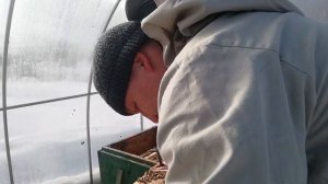 Облёт и осмотр пчёл в теплице.