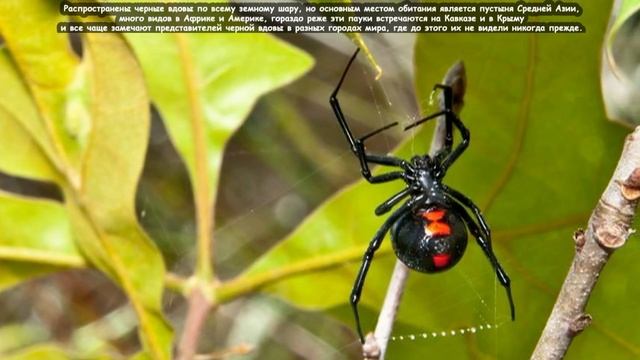 Чёрная вдова - Black Widow Spider (Энциклопедия животных)