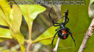 Чёрная вдова - Black Widow Spider (Энциклопедия животных)