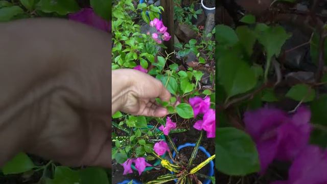 Paano makabili Ng bougainvillea rooted na matagal Ang pamumulaklak, смотреть онлайн