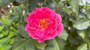 Floribunda Rose - Queen of Elegance (2nd year - 2nd flush)