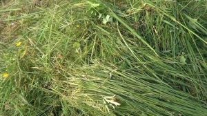 покос травы с помощью бензокосы