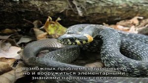 Гадюка: описание, виды, как выглядит, где живет, питание, размножение, опасность, фото и видео
