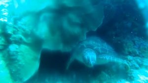 Отдых в Индонезии на острове Bunaken