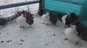 голуби павлины Дубровского Сергея 89873048800