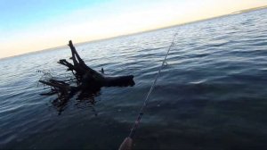 ЗАКИНУЛ ФИДЕР НА СУДАКА | КАК ЛОВИТЬ СУДАКА НА ТЮЛЬКУ