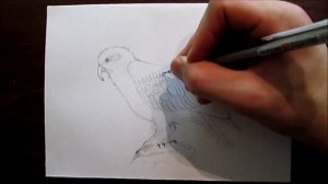 Kea drawing. Кеа рисунок