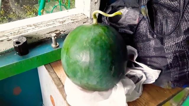 Выращивание арбуза в средней полосе смотреть онлайн