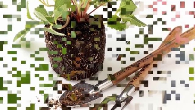 Рыхление и полив растений
