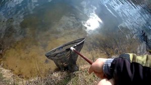 Карп на боковой кивок ранней весной