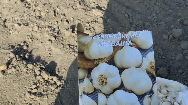 Озимый чеснок Чеснок из семян Весенний чеснок Яровой чеснок Какой чеснок лучше Сельская жизнь