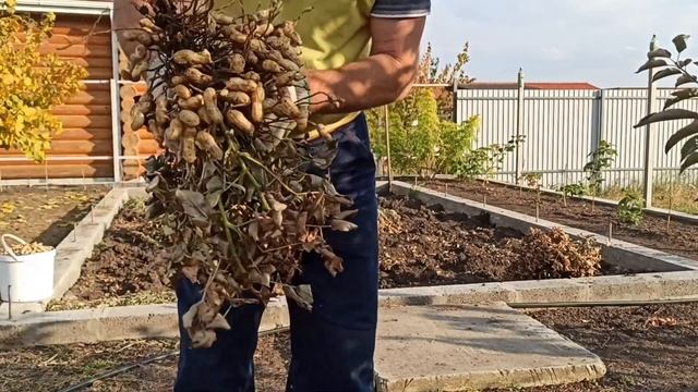 уборка арахиса смотреть онлайн