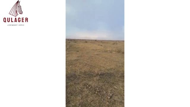 Жылқылар өліп жатыр смотреть онлайн