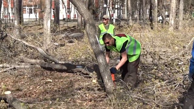 23.04.20 Начали пилить деревья в парке Бердска смотреть онлайн