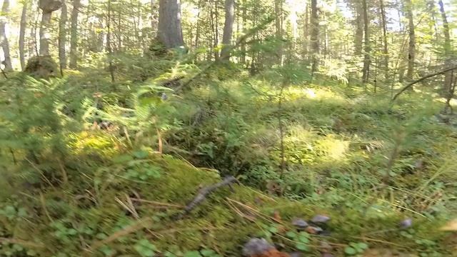 ОРЕХ 2019 ЗАГОТОВКА (потерял 1-ю камеру) смотреть онлайн