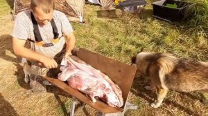 разделка бобра в полевых условиях