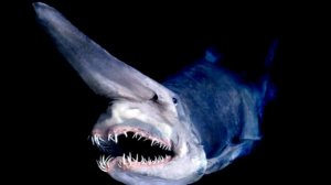 Топ 10 самых необычных существ на планете.