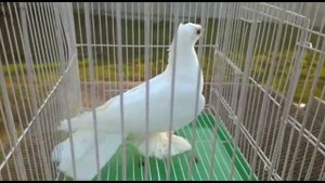 Бойные голуби, разных мастей. Жизнь голубей.