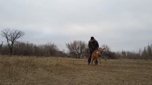 хороший малинуа - идеальная собака для дрессировки