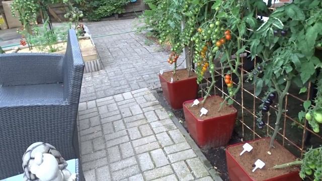 Томаты в горшках, секрет богатого урожая.