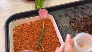 Как черенковать слабое растение, адаптируем, спасаем и только потом черенкуем. Размножение аглаонем