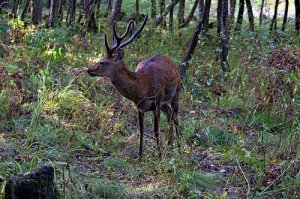 Сафари 1.1.mp4