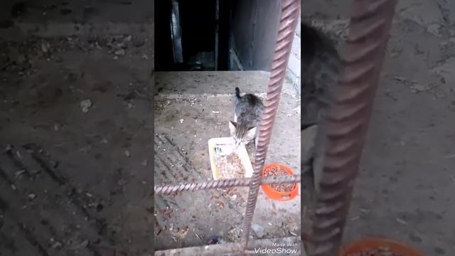 Кормим бездомных котят,кошек и котов смотреть онлайн