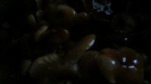 Как готовить гриб фламмулину зимний опенок  (Flammulina velutipes)