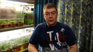 Скалярия (Pterophyllum scalare) - Аквариумные тропические рыбы № 14